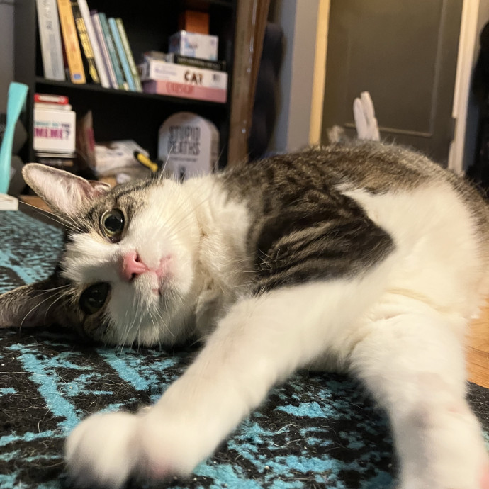 Patricia's Furry Fiesta Cat Sitting