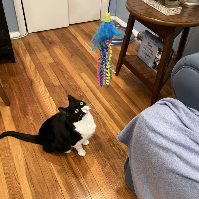 Patricia's Furry Fiesta Cat Sitting