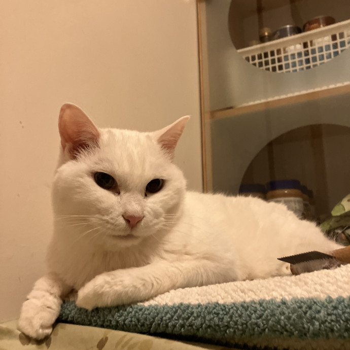 Patricia's Furry Fiesta Cat Sitting