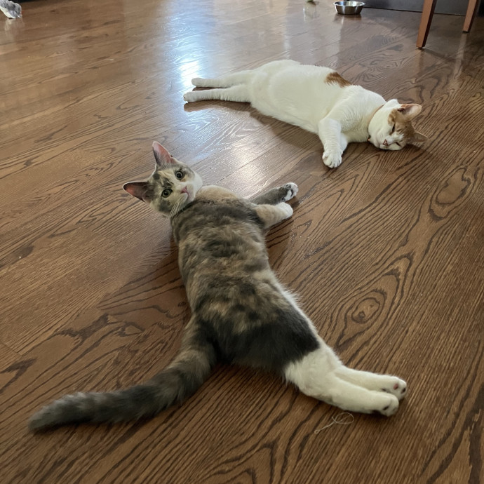 Patricia's Furry Fiesta Cat Sitting