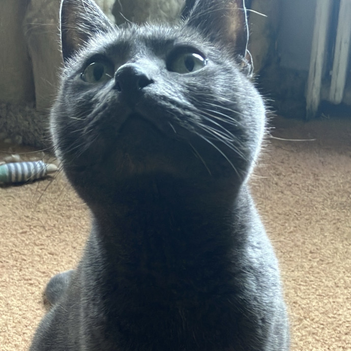 Patricia's Furry Fiesta Cat Sitting