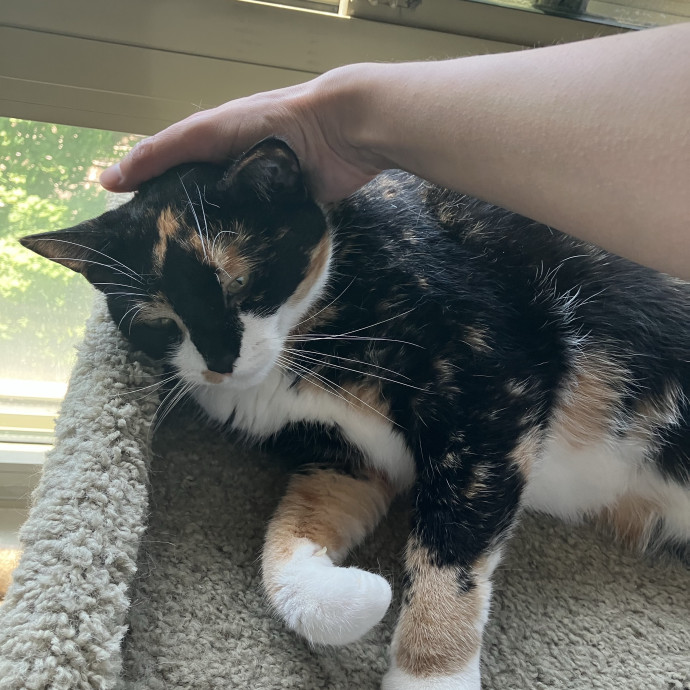 Patricia's Furry Fiesta Cat Sitting