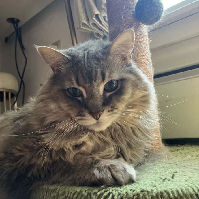 Patricia's Furry Fiesta Cat Sitting