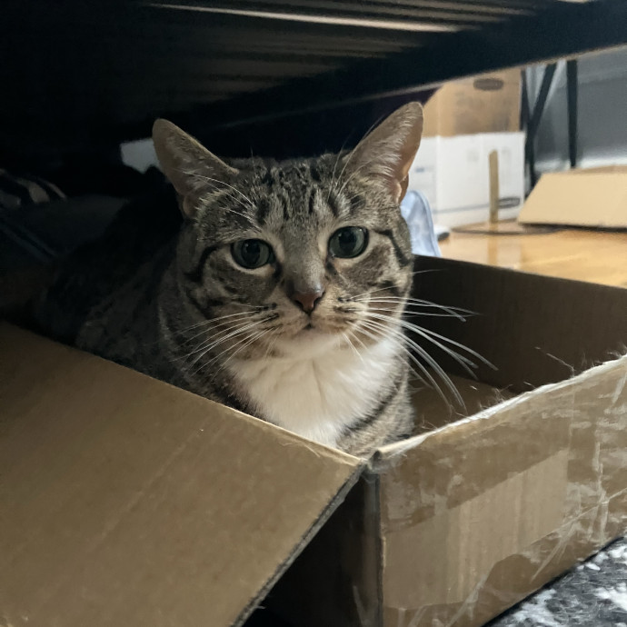 Patricia's Furry Fiesta Cat Sitting