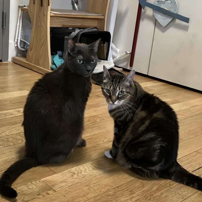 Patricia's Furry Fiesta Cat Sitting