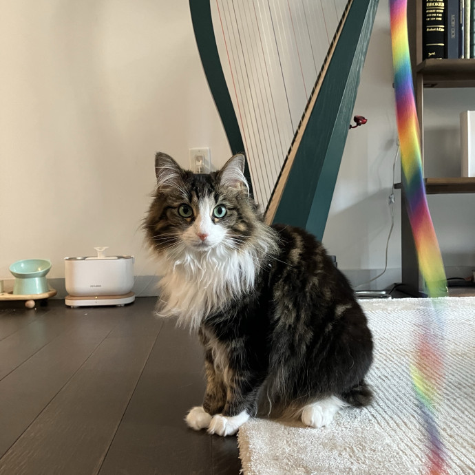 Patricia's Furry Fiesta Cat Sitting