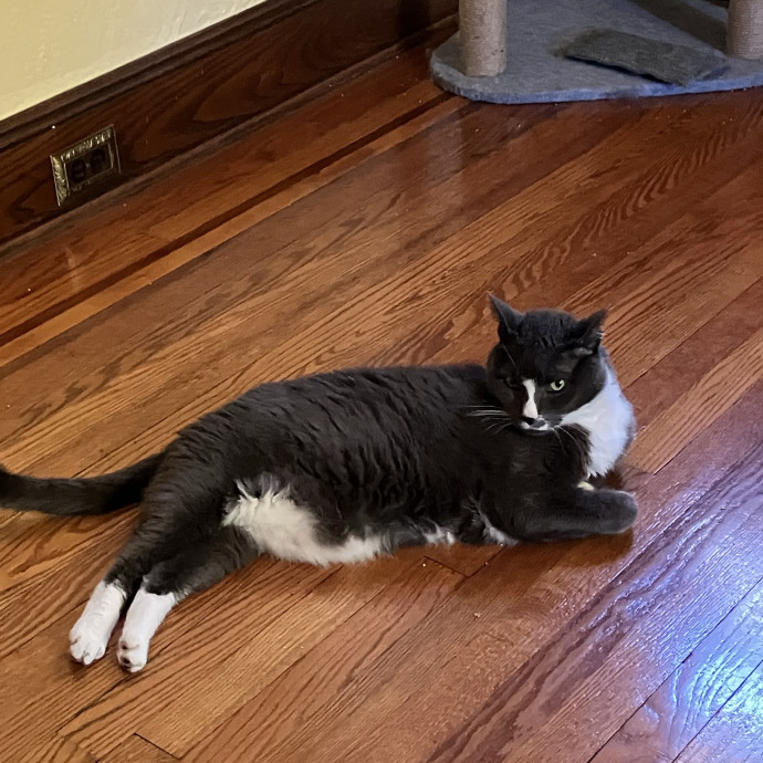 Patricia's Furry Fiesta Cat Sitting