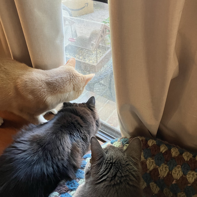 Patricia's Furry Fiesta Cat Sitting