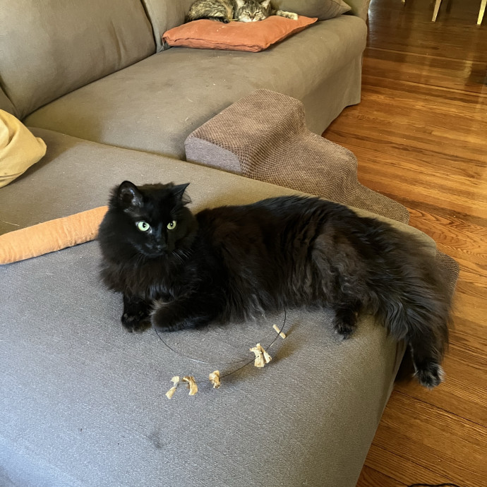 Patricia's Furry Fiesta Cat Sitting