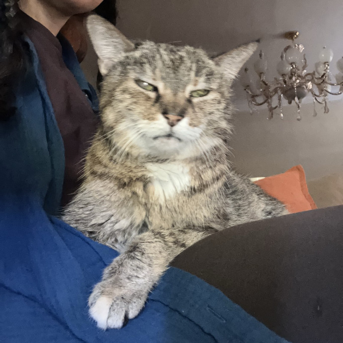 Patricia's Furry Fiesta Cat Sitting