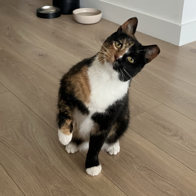 Patricia's Furry Fiesta Cat Sitting