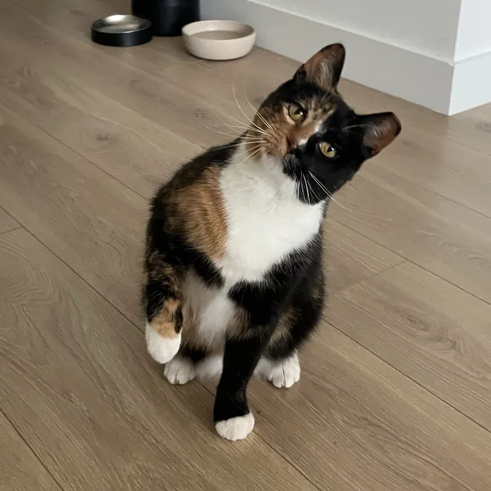 Patricia's Furry Fiesta Cat Sitting