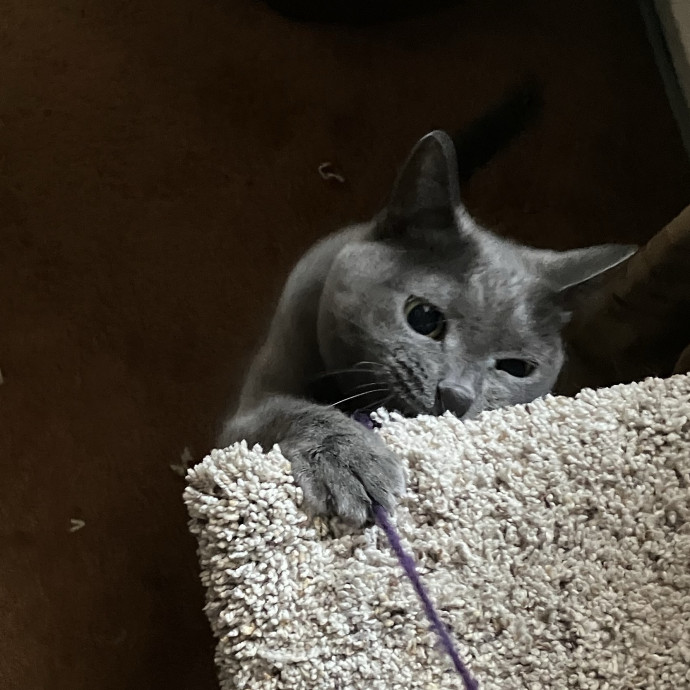 Patricia's Furry Fiesta Cat Sitting
