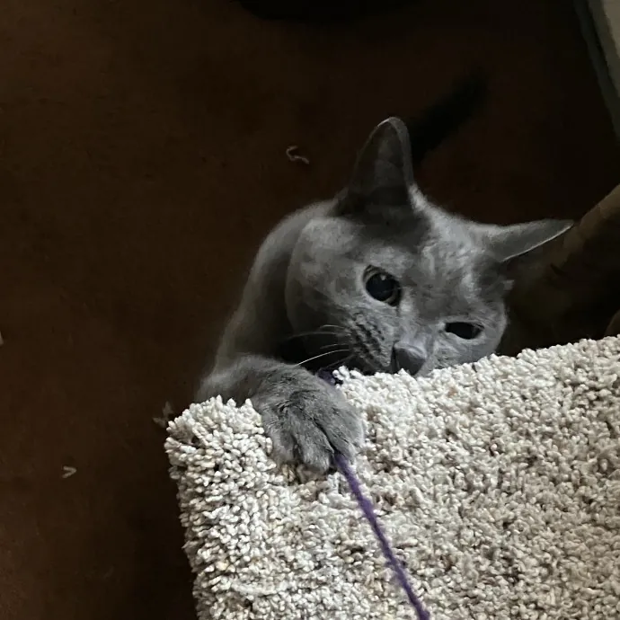 Patricia's Furry Fiesta Cat Sitting