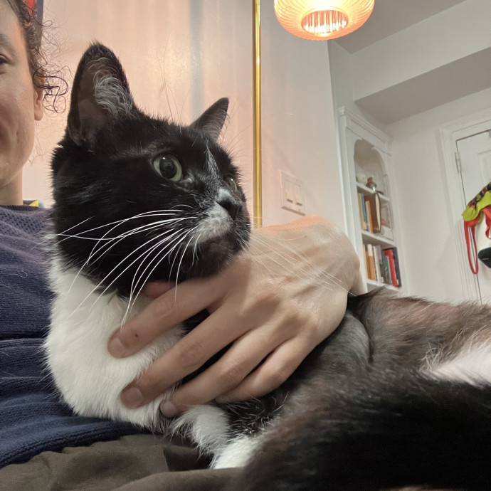 Patricia's Furry Fiesta Cat Sitting