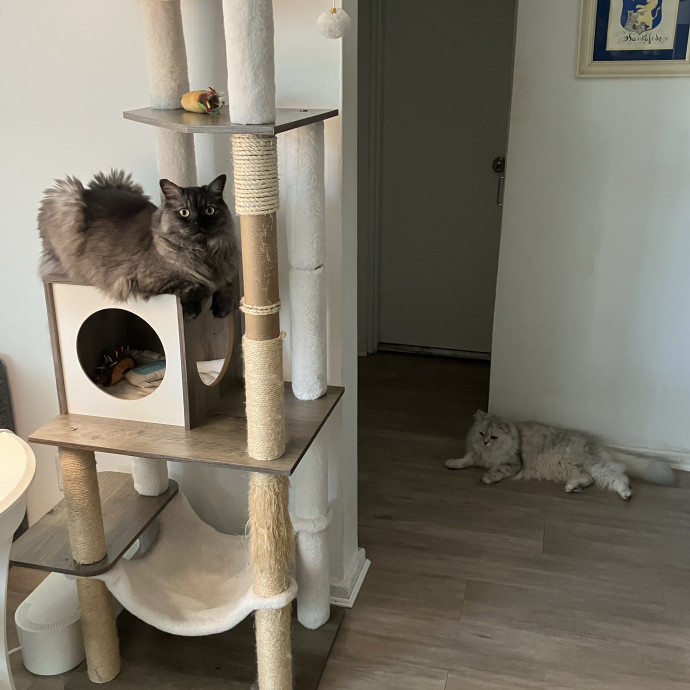 Patricia's Furry Fiesta Cat Sitting