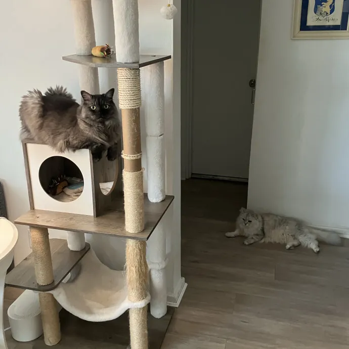 Patricia's Furry Fiesta Cat Sitting
