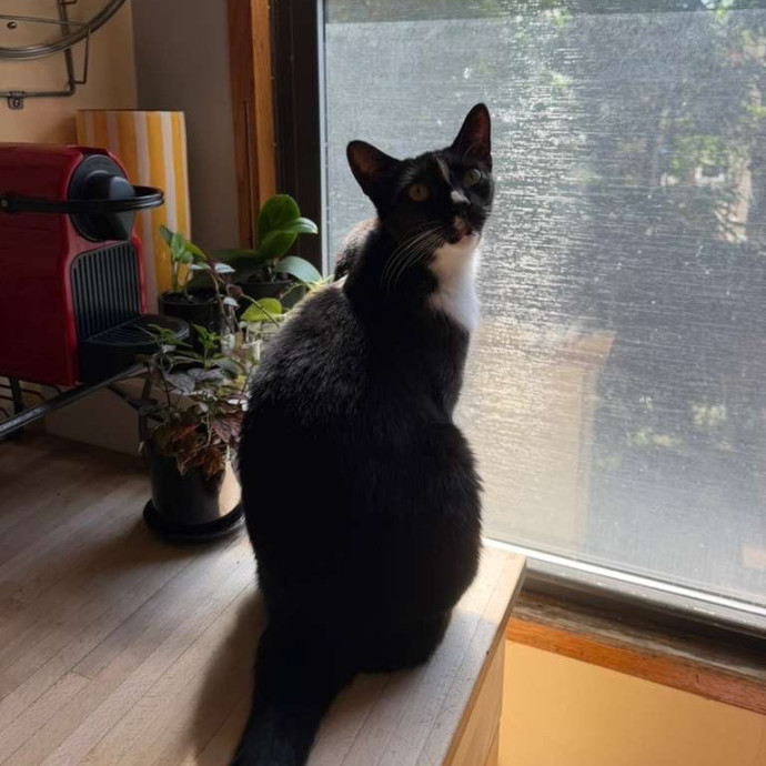 Patricia's Furry Fiesta Cat Sitting