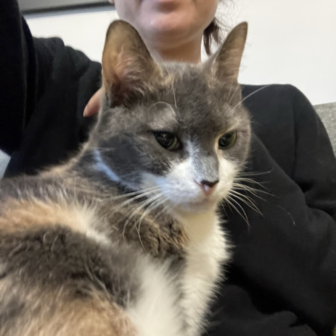 Patricia's Furry Fiesta Cat Sitting