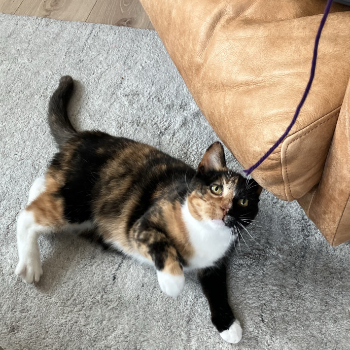 Patricia's Furry Fiesta Cat Sitting