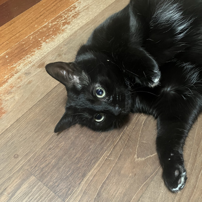 Patricia's Furry Fiesta Cat Sitting