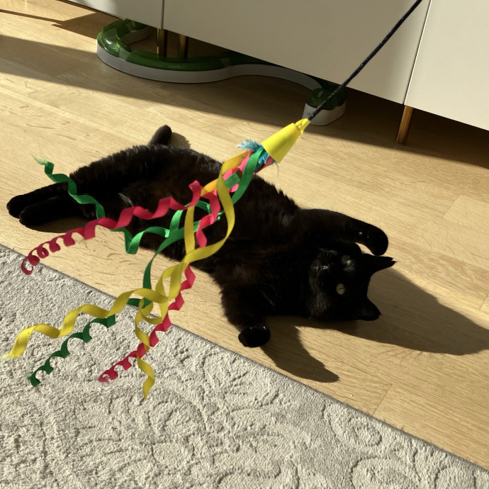 Patricia's Furry Fiesta Cat Sitting