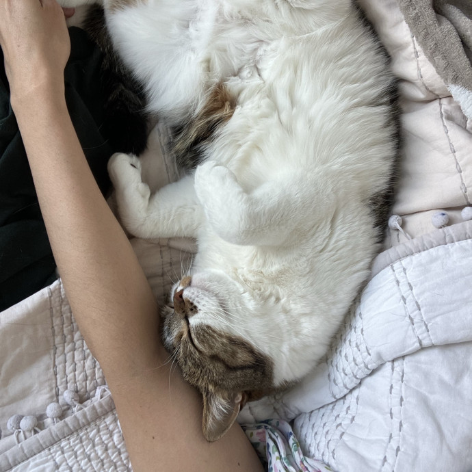 Patricia's Furry Fiesta Cat Sitting