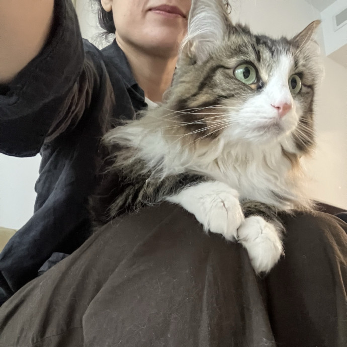 Patricia's Furry Fiesta Cat Sitting