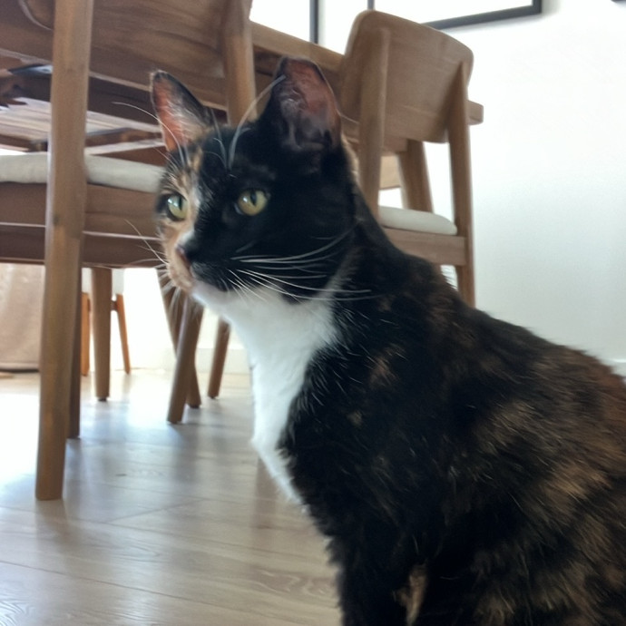 Patricia's Furry Fiesta Cat Sitting