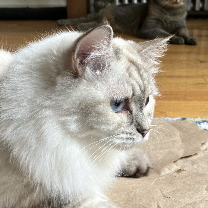Patricia's Furry Fiesta Cat Sitting