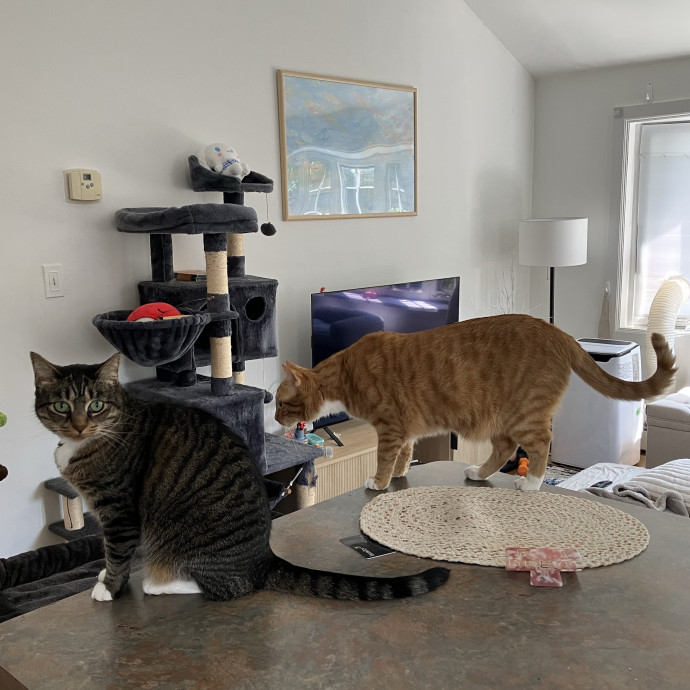 Patricia's Furry Fiesta Cat Sitting