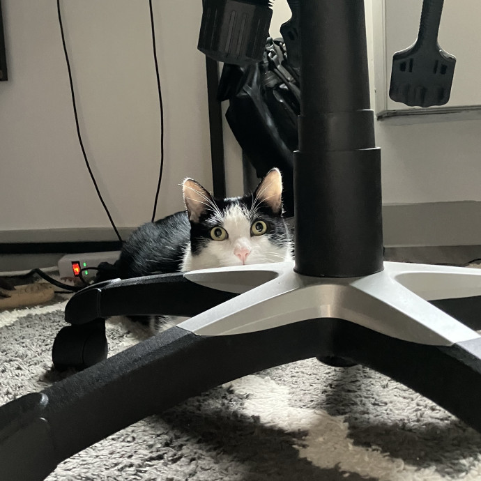 Patricia's Furry Fiesta Cat Sitting