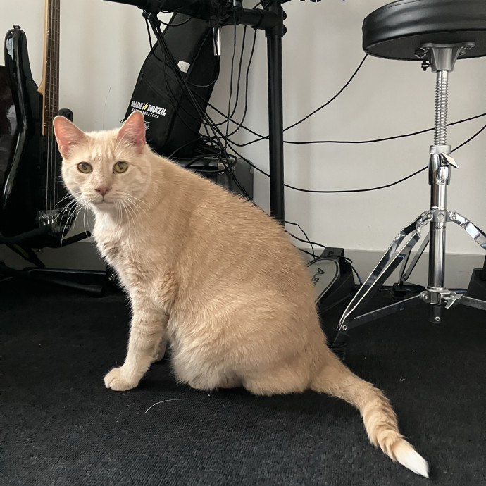Patricia's Furry Fiesta Cat Sitting