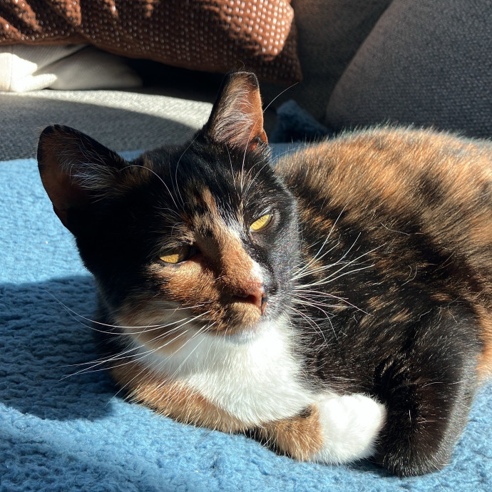Patricia's Furry Fiesta Cat Sitting