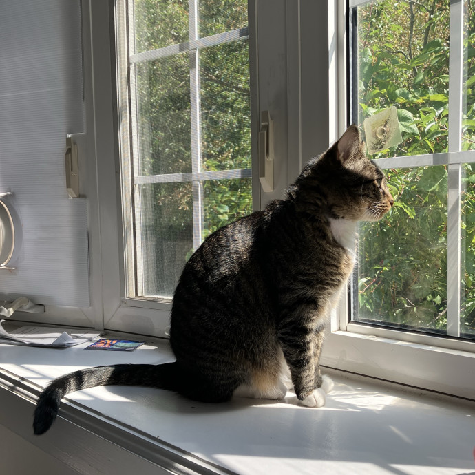 Patricia's Furry Fiesta Cat Sitting
