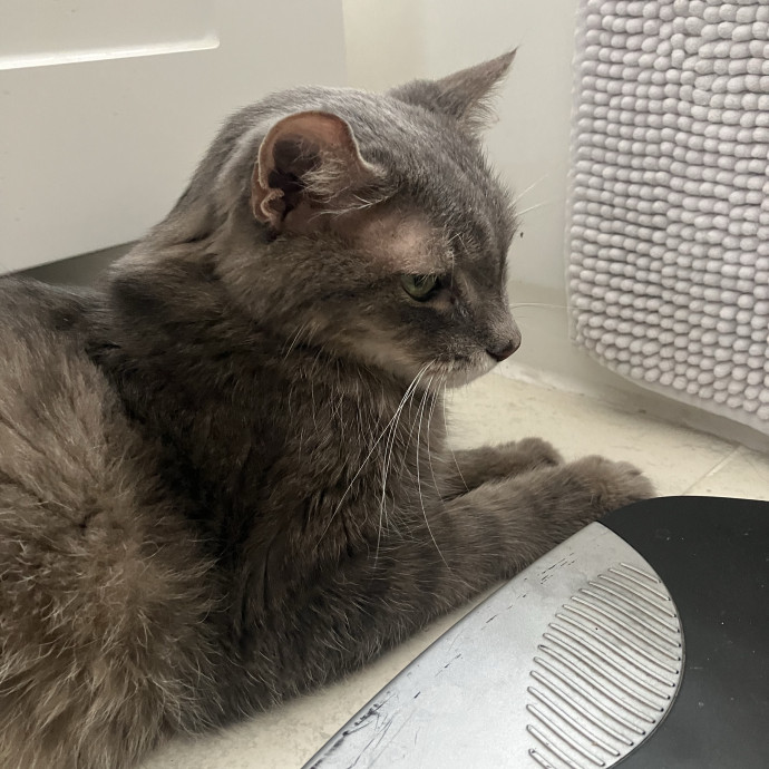 Patricia's Furry Fiesta Cat Sitting photo 3