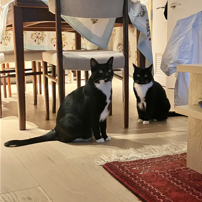 Patricia's Furry Fiesta Cat Sitting photo 2