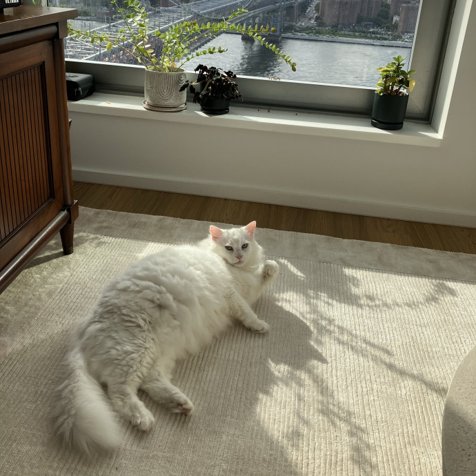 Patricia's Furry Fiesta Cat Sitting