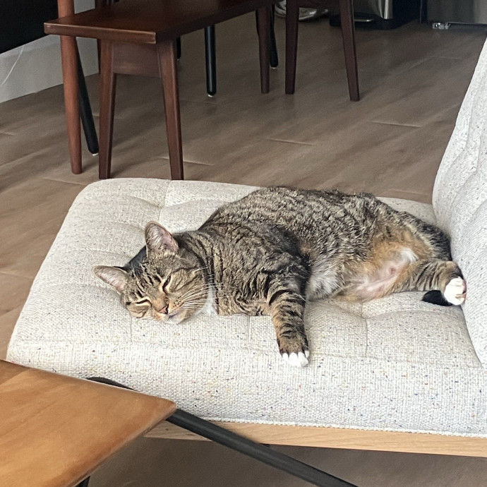 Patricia's Furry Fiesta Cat Sitting