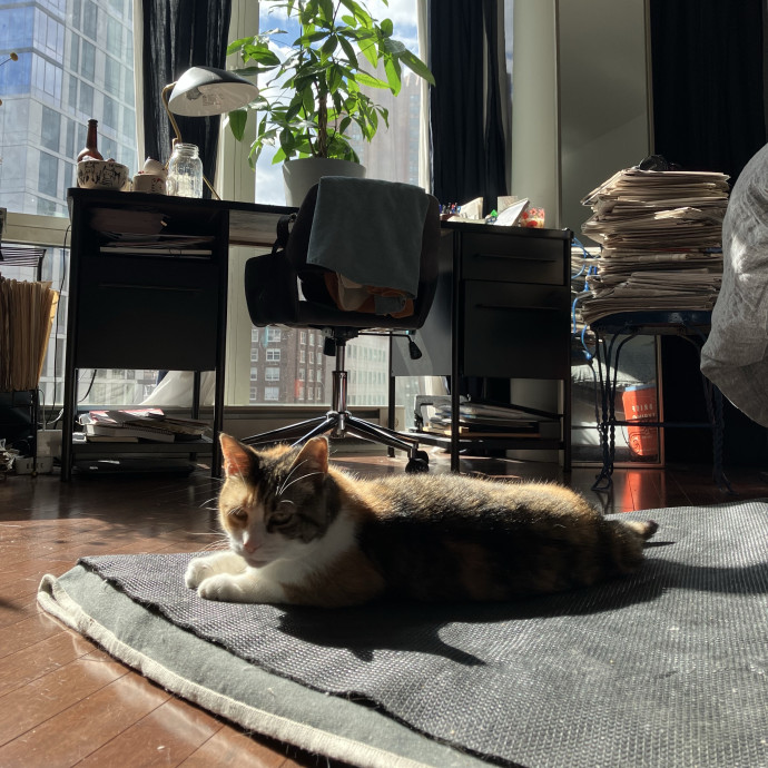 Patricia's Furry Fiesta Cat Sitting