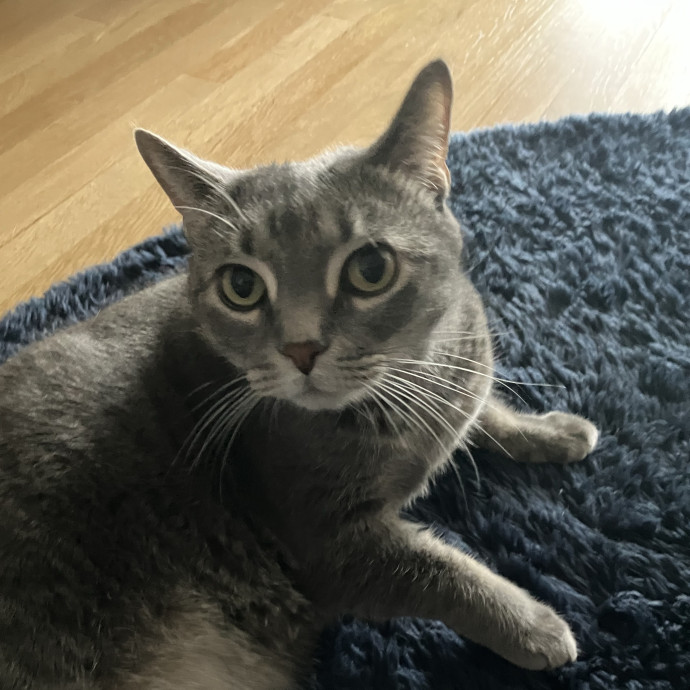 Patricia's Furry Fiesta Cat Sitting
