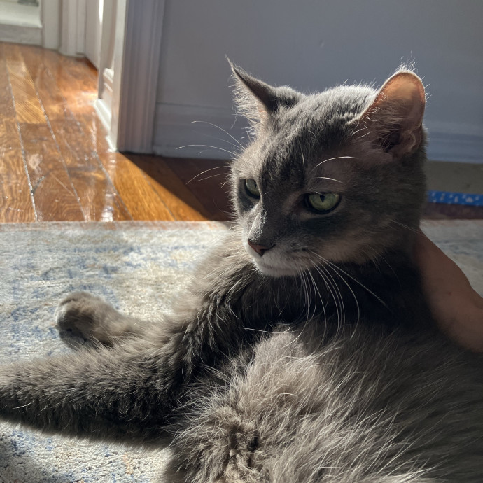 Patricia's Furry Fiesta Cat Sitting photo 2
