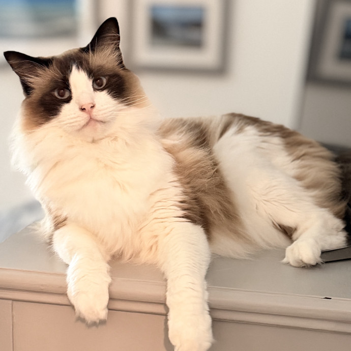 Loving Reliable Cat Care In Your Home