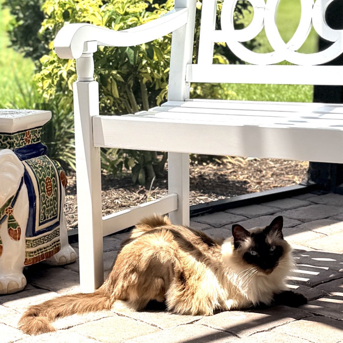 Loving Reliable Cat Care In Your Home photo 3