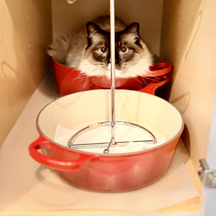 Loving Reliable Cat Care In Your Home photo 2