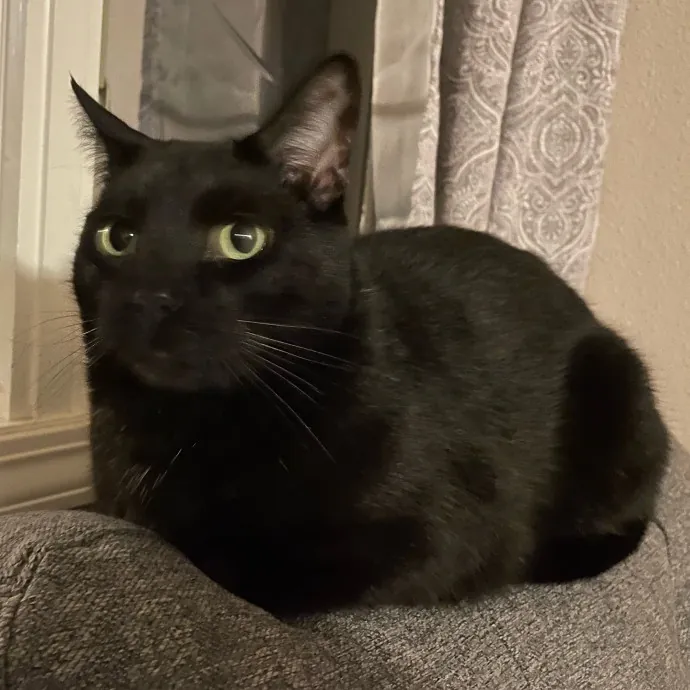 Haley The Cat Extraordinaire