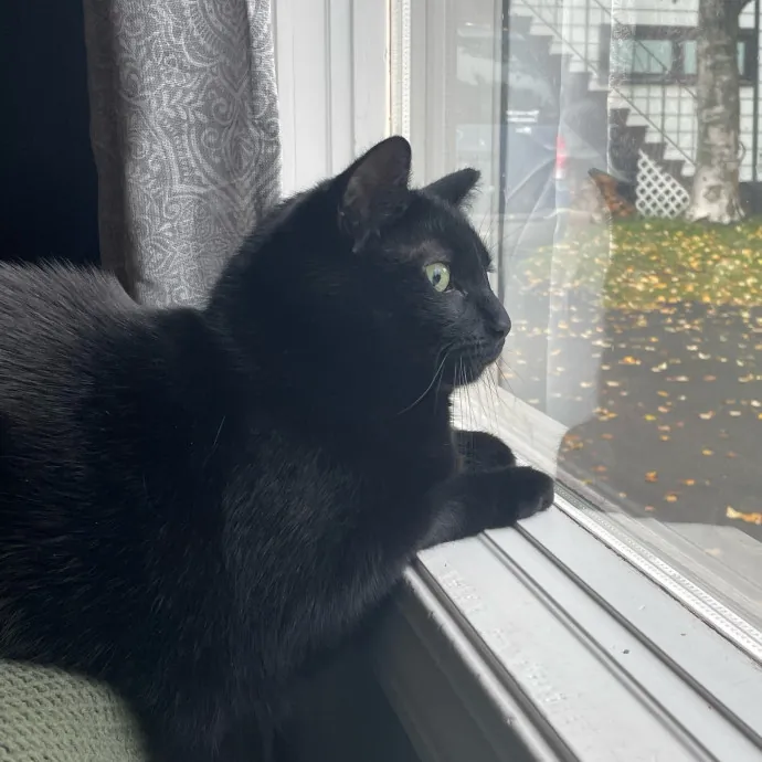 Haley The Cat Extraordinaire