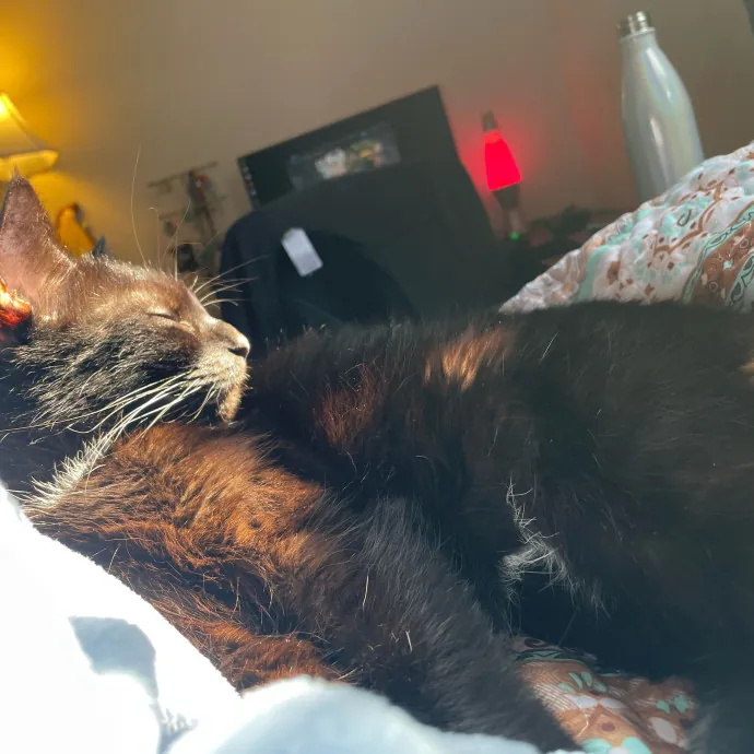 Haley The Cat Extraordinaire