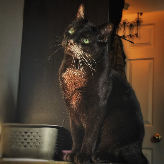 Haley's Cat Corner