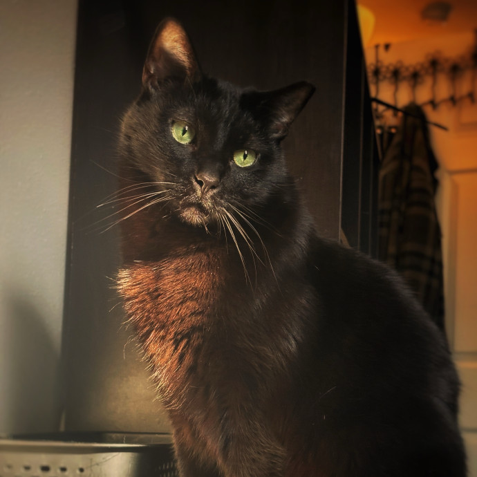 Haley's Cat Corner